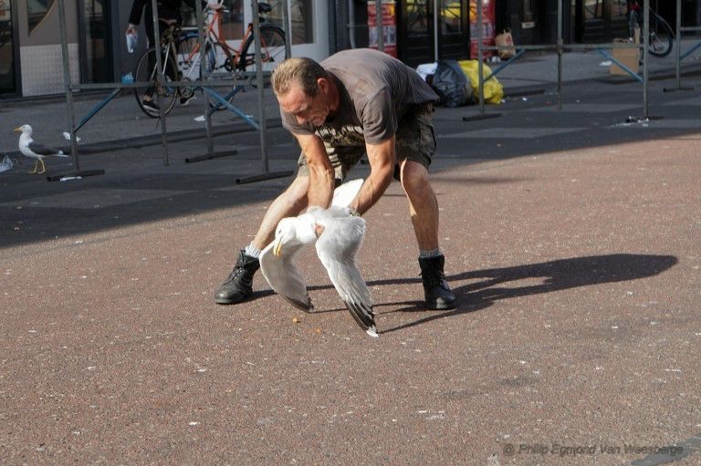 Reanimatie meeuw