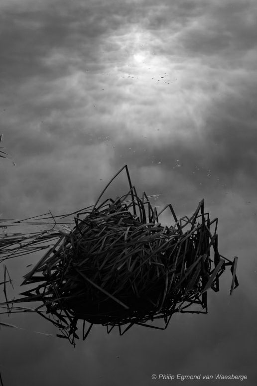 Oud vogelnest en reflectie in de wolken