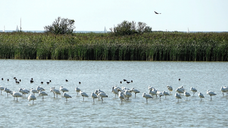 Makkumerwaard reservaat bij Piaam