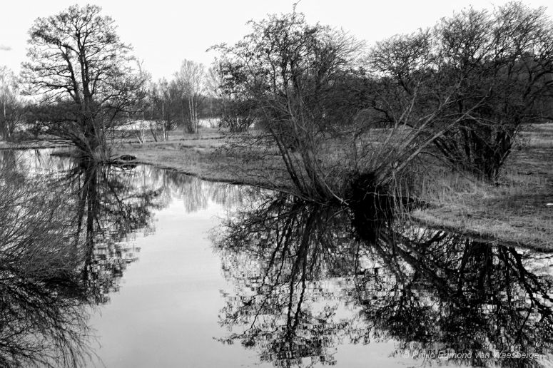 Weerspiegeling van bomen - Bovenkerk