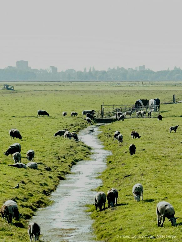 Polderlandschap het groene hart - Nabij Amsterdam