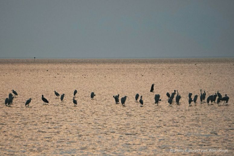 Lepelaars bij Makkum Friesland