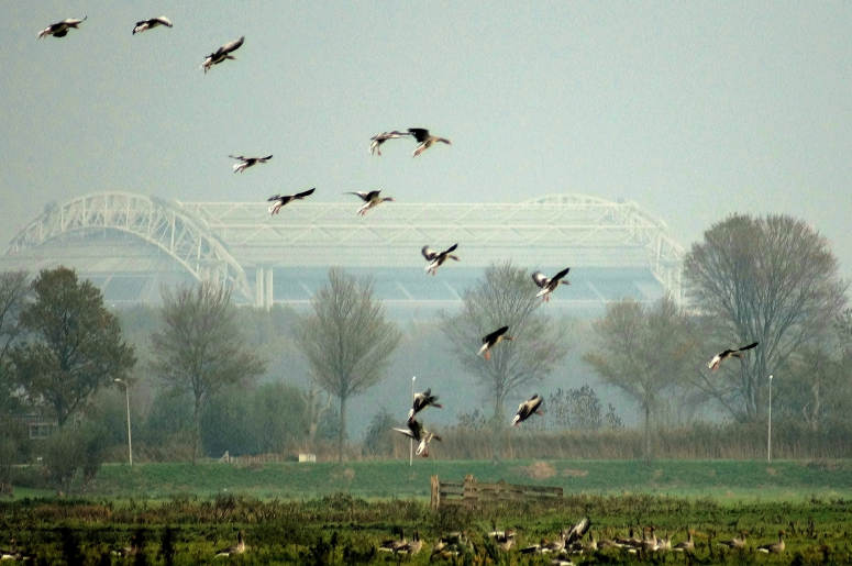 Aanvliegende gansen middelpolder Amstelveen