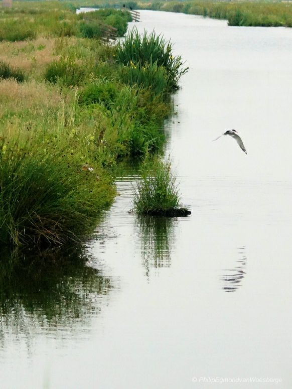 Middelpolder Amstelveen en jagend Visdiefje