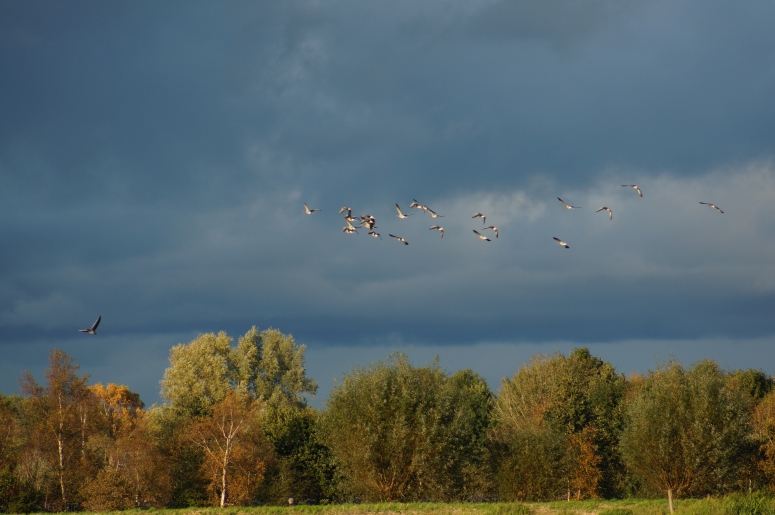 Herfst kleuren middelpolder Amstelveen