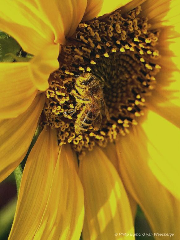 Zonnebloem veel stuifmeel