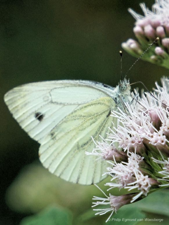 Pieris rapea (koolwitje).