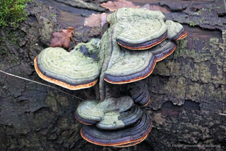 Saprofyten (fruitig) doen hun werk in het Amsterdamse bos