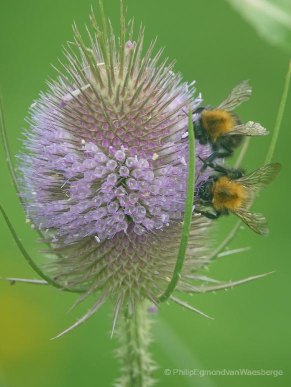 Lange Distel