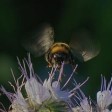macro4