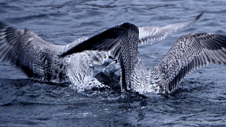 Twee juveniles aan de Amstel