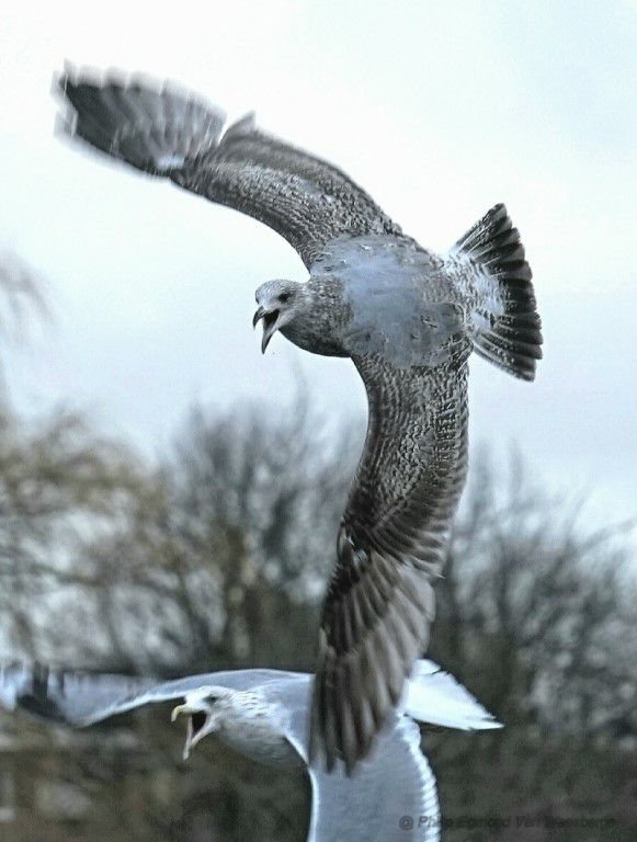 Juvenile zilvermeeuw in vlucht aan de Amstel