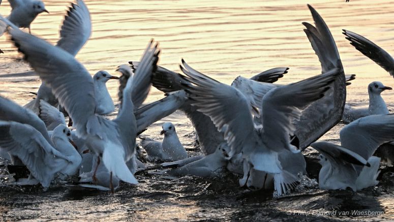 Foerageren met avondzon - Troupe meeuwen Omval Amsterdam