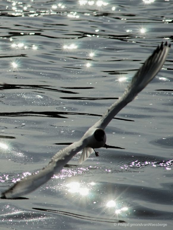 Kokmeeuw en tegenlicht aan de Amstel