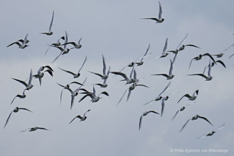 Troupe meeuwen in vlucht
