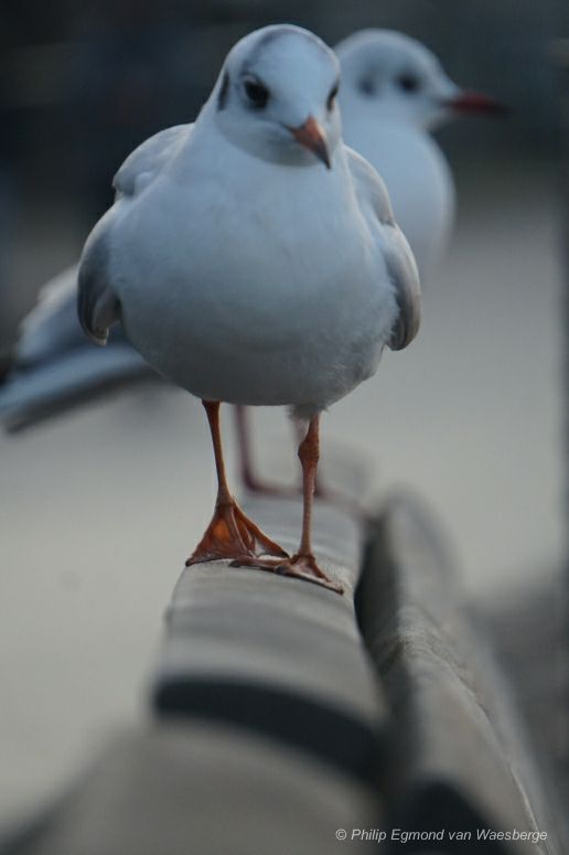 Jonge meeuwen in de ochtend aan de Amstel