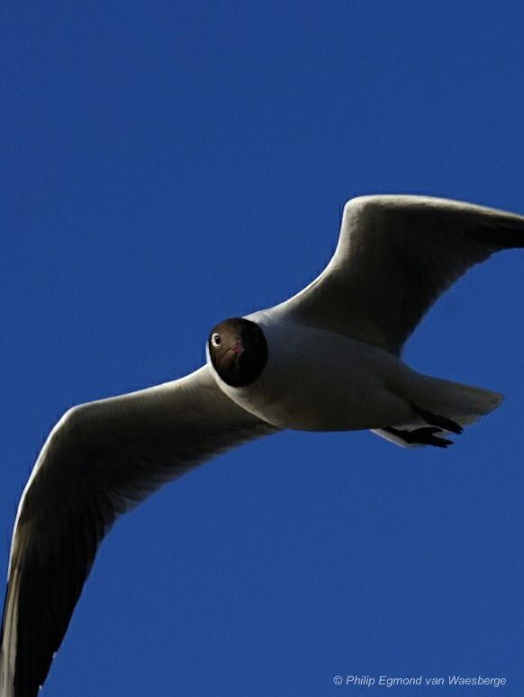 Nieuwsgierige Kokmeeuw had interesse voor mijn lens Omval