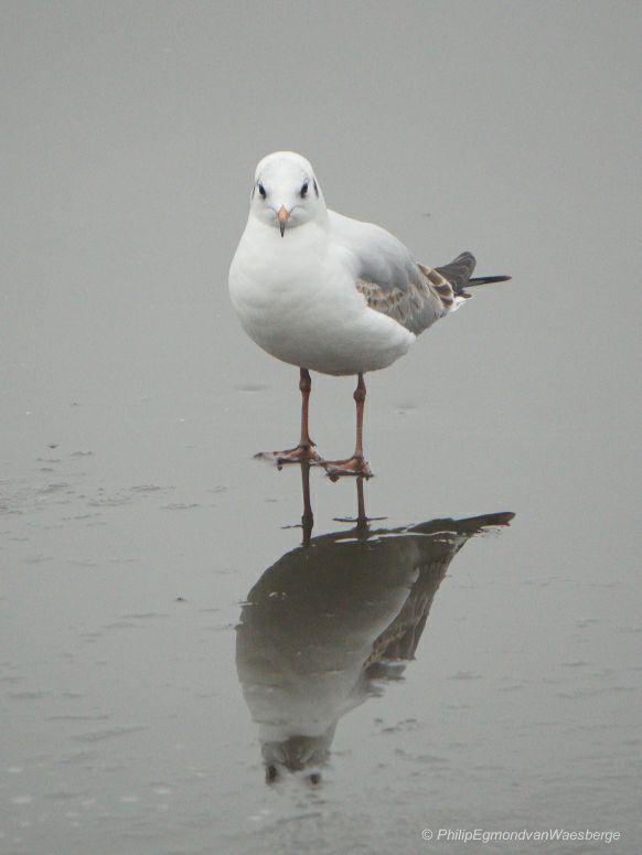 Meeuw op het ijs aan de Amstel