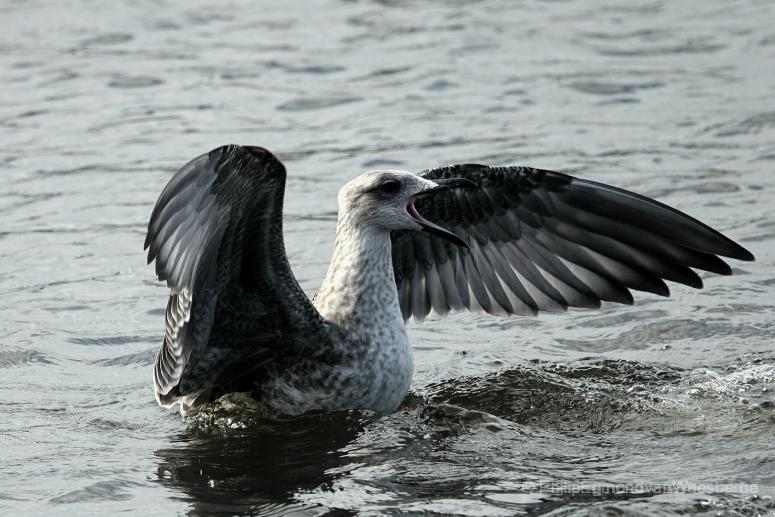 Juf. Zilvermeeuw aan de Amstel 