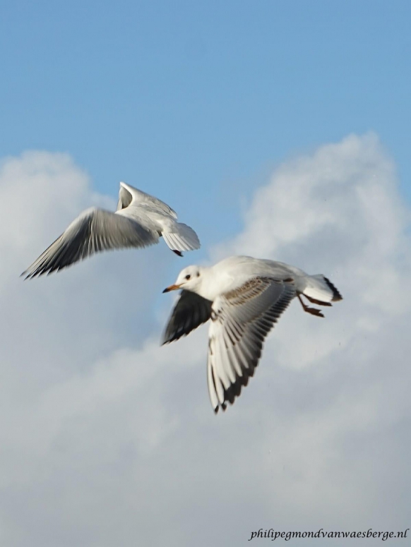 Mooie foto van meeuwen in zweefvlucht.