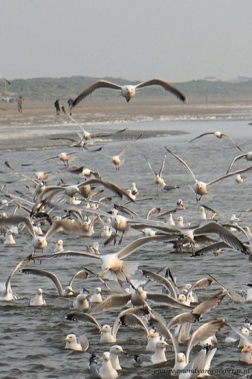 Mantelmeeuwen jagen op crab bij Wijk aan Zee