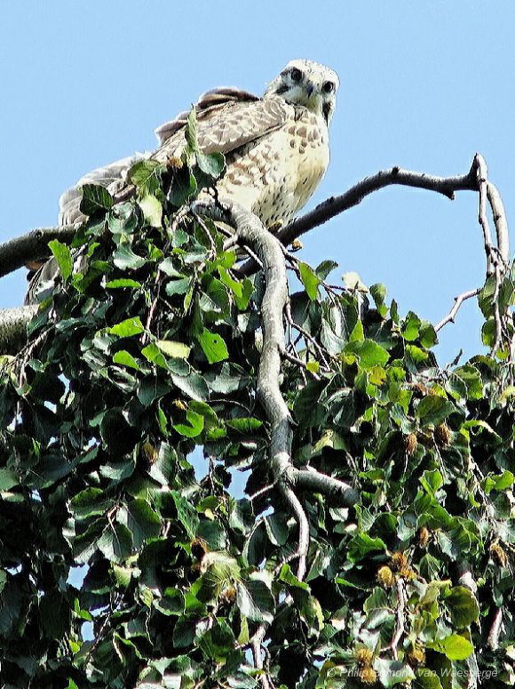 Buizerd