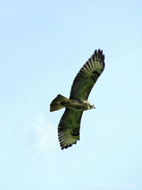 Buizerd Amsterdam aan de Amstel