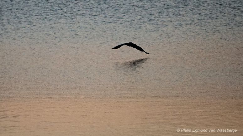 Kiekendief scheert over het water 