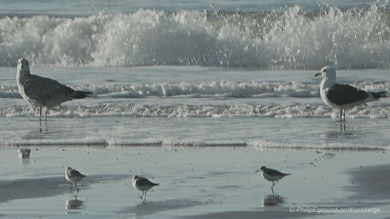 Drieteenstrandlopers en twee meeuwen - Wijk aan Zee