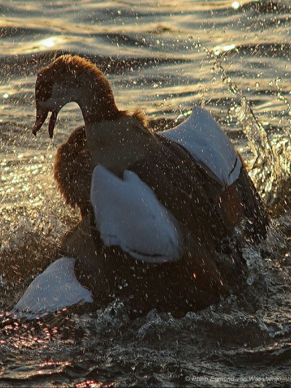 Vechtende nijlganzen aan de Amstel