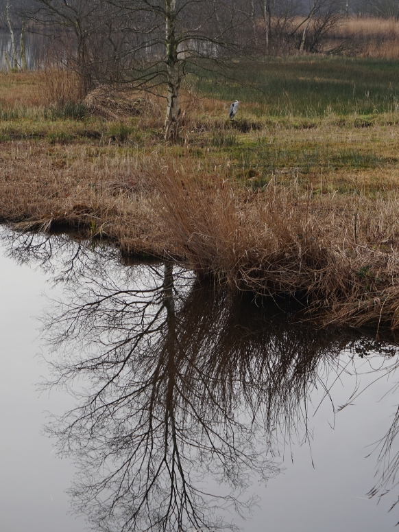 Reiger Bovenkerk moeraslandschap