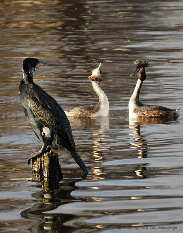 Futen koppel en aalscholver