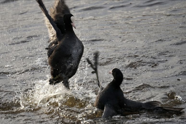 Meerkoeten zijn het niet eens met elkaar