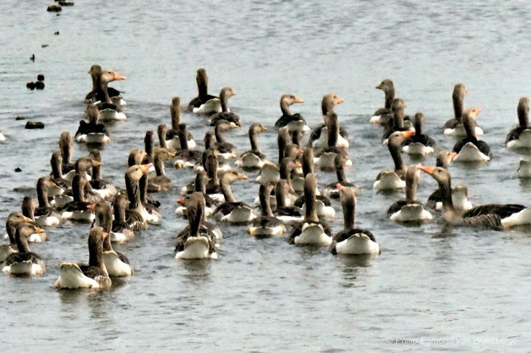 Toom grauwe ganzen - Middelpolder