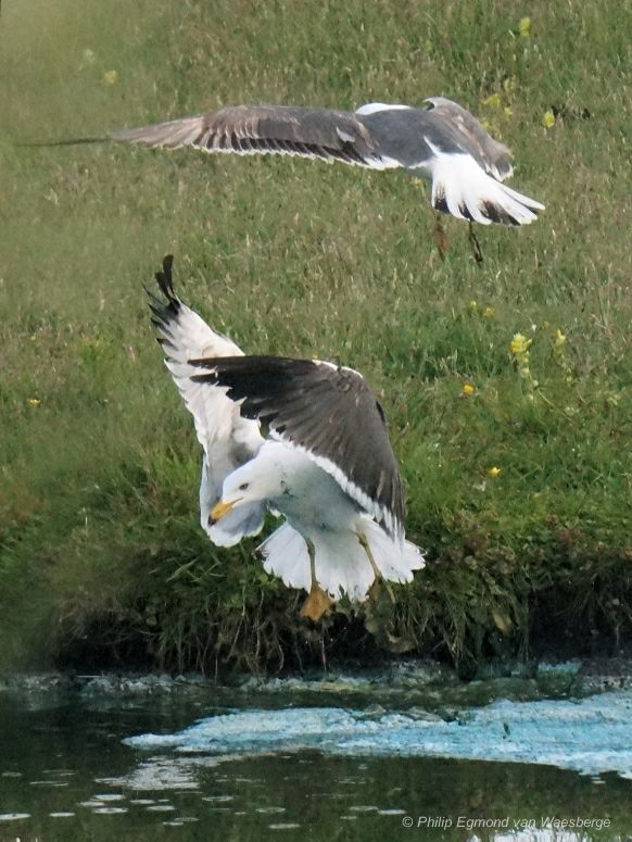 Meeuwen jagen op vis middelpolder Amstelveen