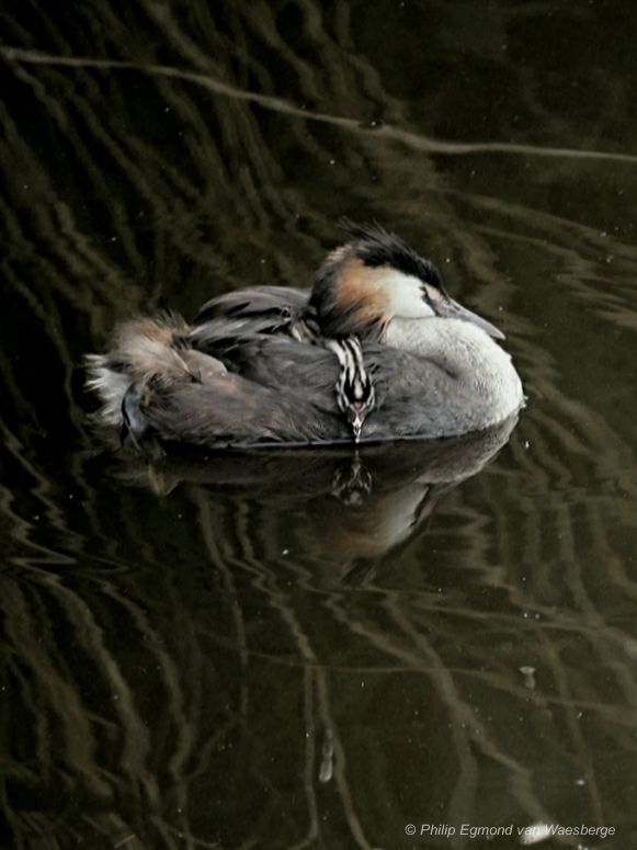 Fuut pul onder moeders vleugels drinkt water - Amstel Amsterdam 