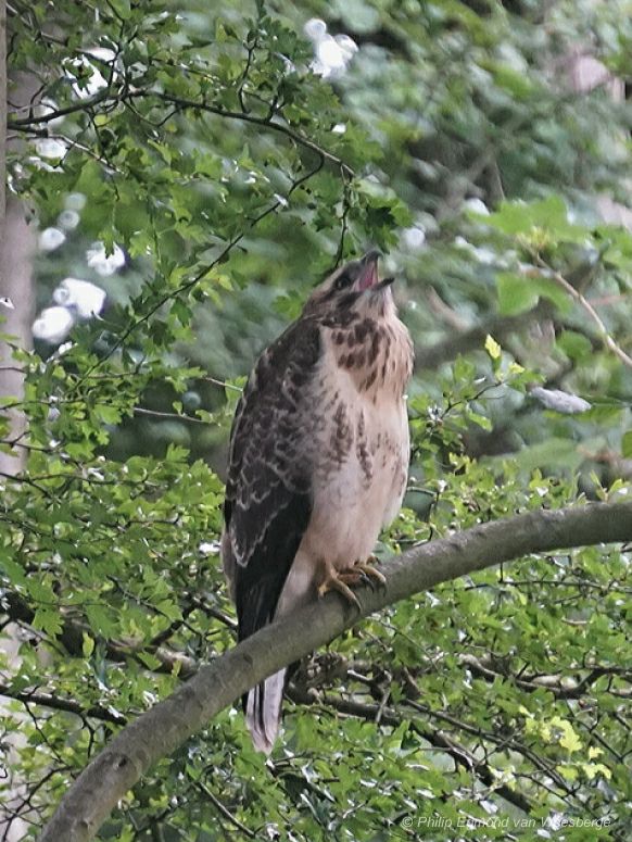 Buizerd nabij de Amstel amsterdam