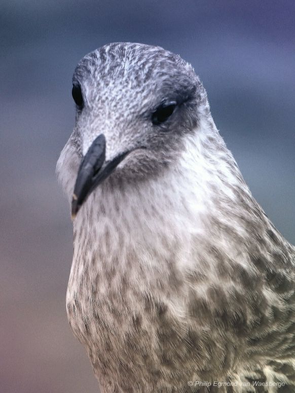 Meeuw close up aan de Amstel