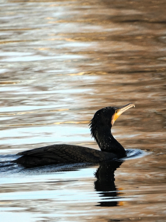 Aalscholver in de polder