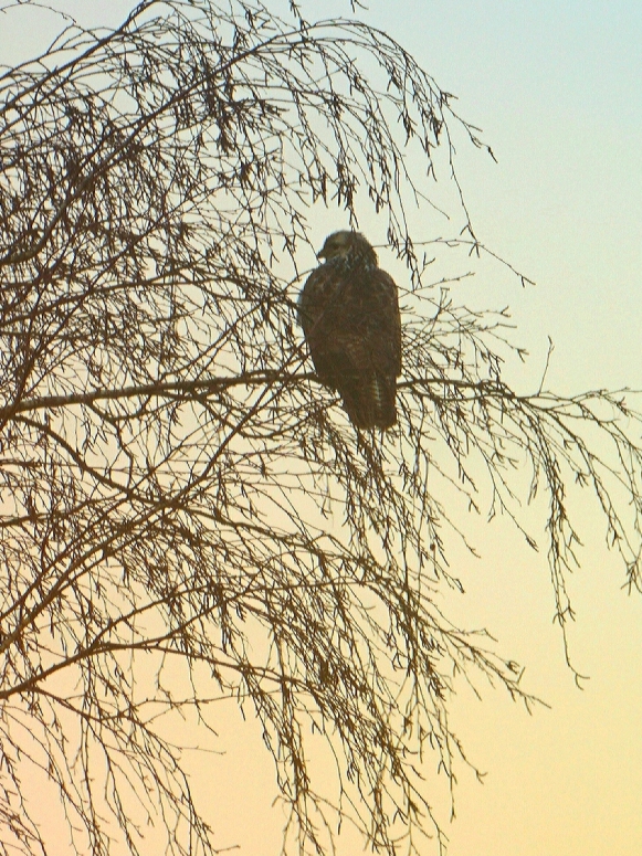 Buizerd voor zonsondergang - Amsterdam