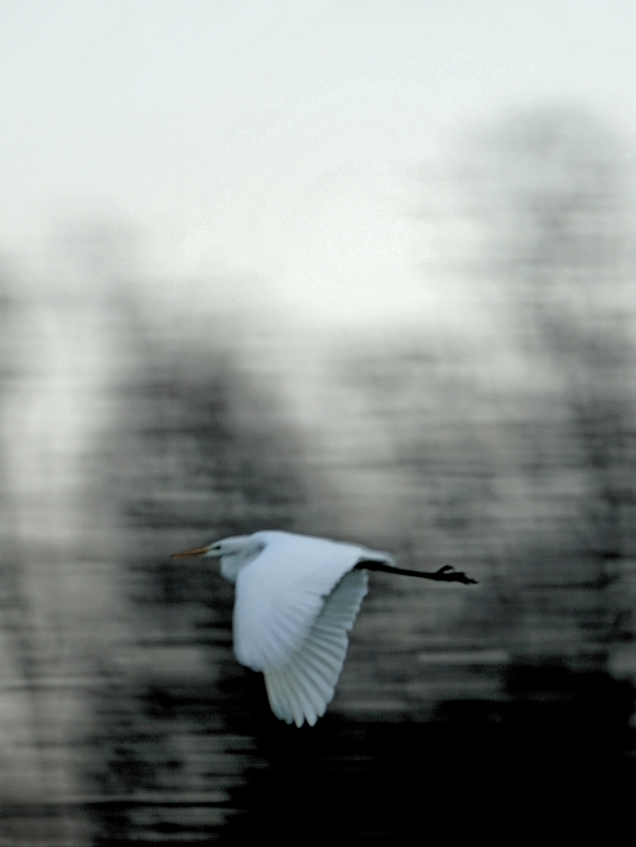 Grote zilverreiger aan de Amstel