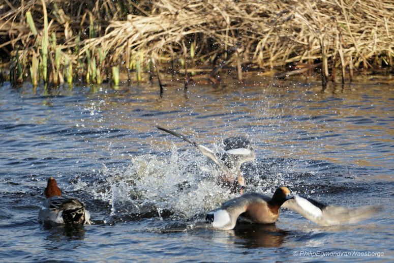 Smienten ontsnappen van een Snoek aanval