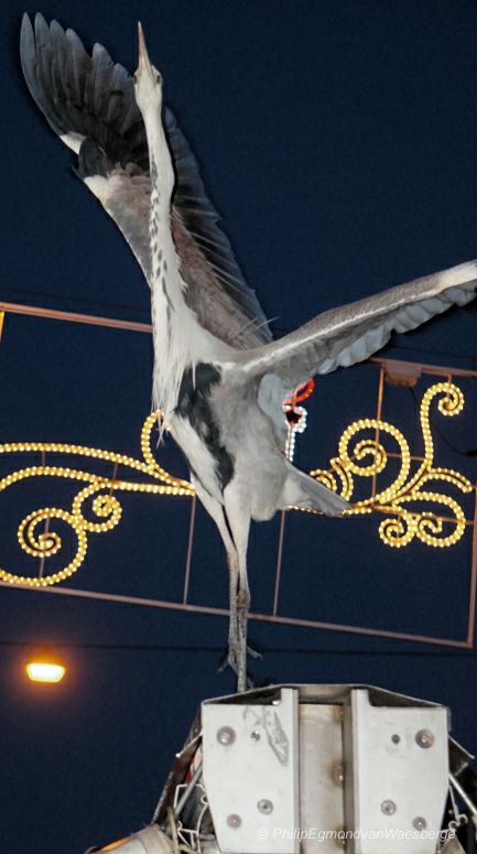 Reiger op een viskraam Albert Cuyp markt - Amsterdam