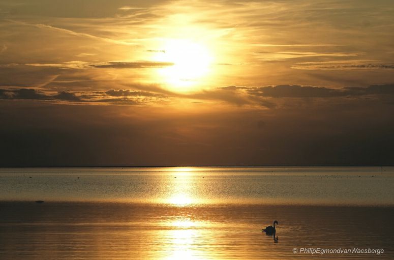 Zwaan - Ondergaande zon idyllisch Markermeer