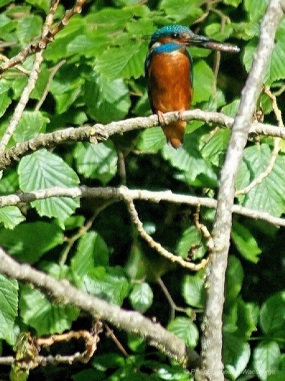 Veel geduld en gespot deze ijvogel met vis - De Botshol 