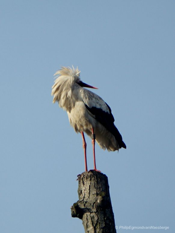 Ooievaar in  Amsterdam