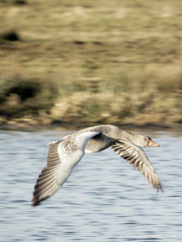 Grauwe Gans - Amstelveen in de polder