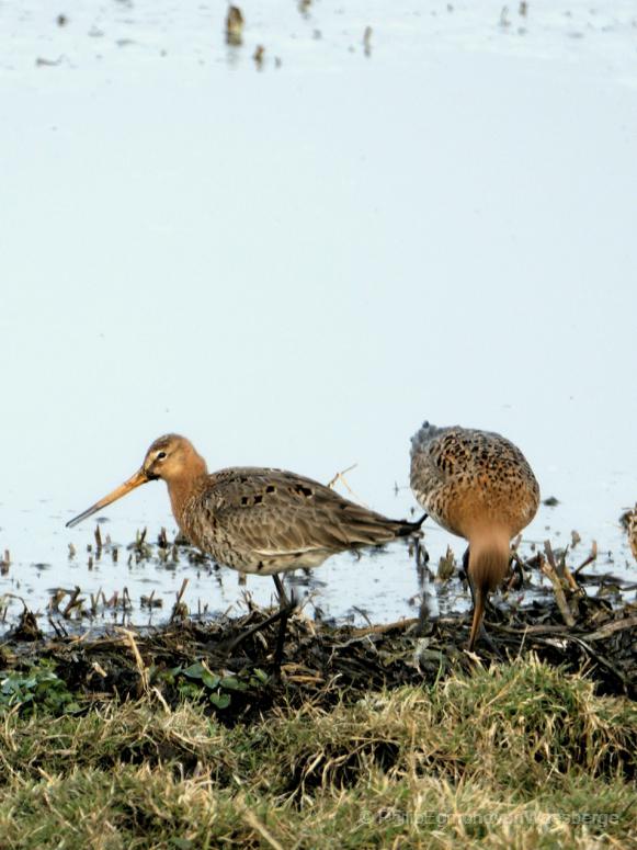 Koppel Grutto's landje van Geijsel