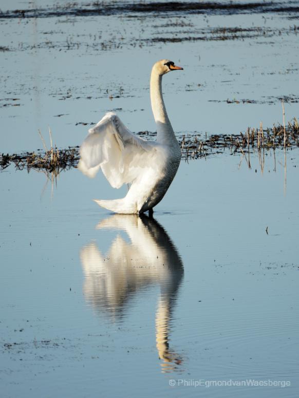 Zwaan landje van Geijsel