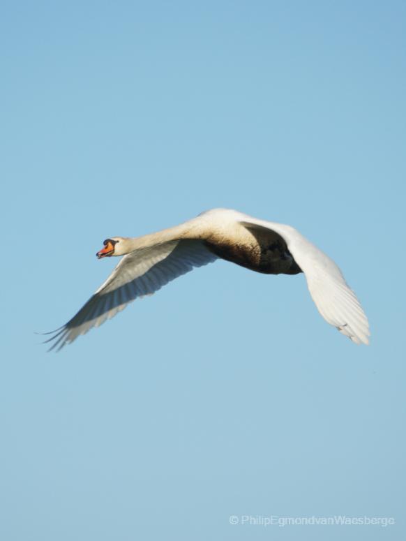 Zwaan gestrekte vlucht aan de Amstel